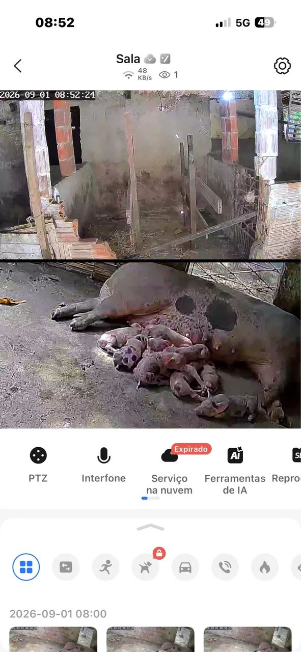 Vendo leitões com 35 dias  - Foto 2