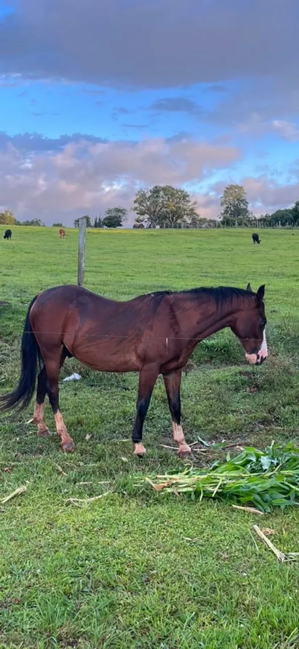 Cavalo - Foto 2