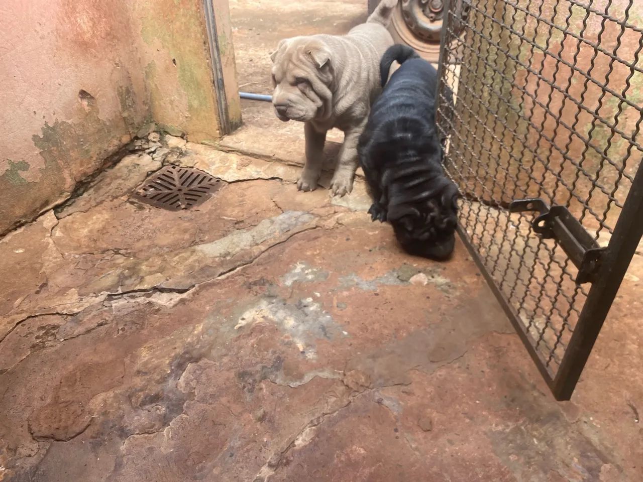 Shar pei - Foto 4
