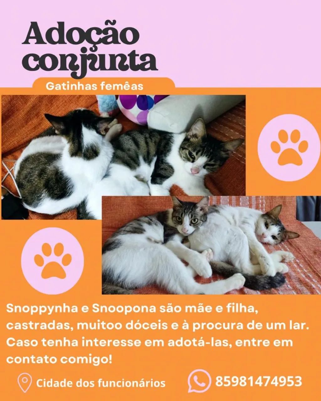 Gatas Fêmeas Castradas