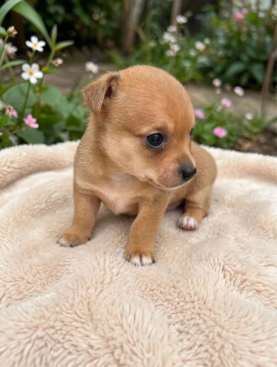 Pinscher zero