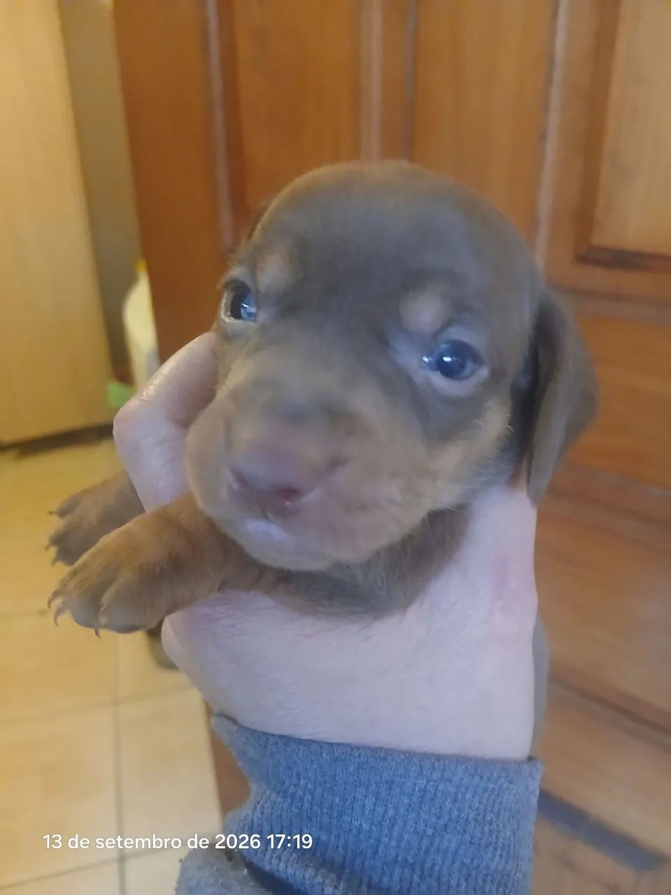 Lindo cofap chocolate  - Foto 3