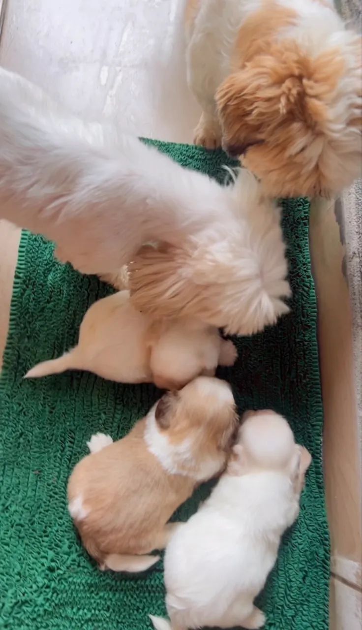 Filhotes de Shih-Tzu Disponíveis  - Foto 4