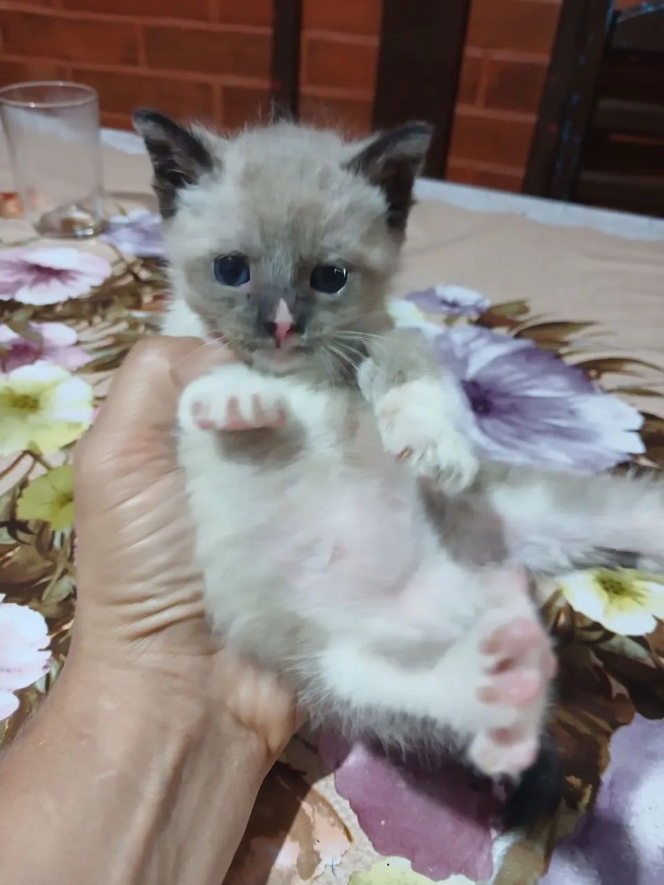 Gato siamês 