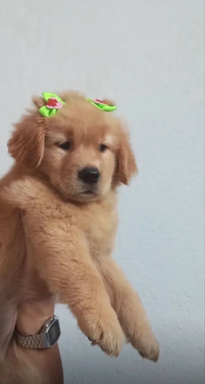 Golden Retriever 