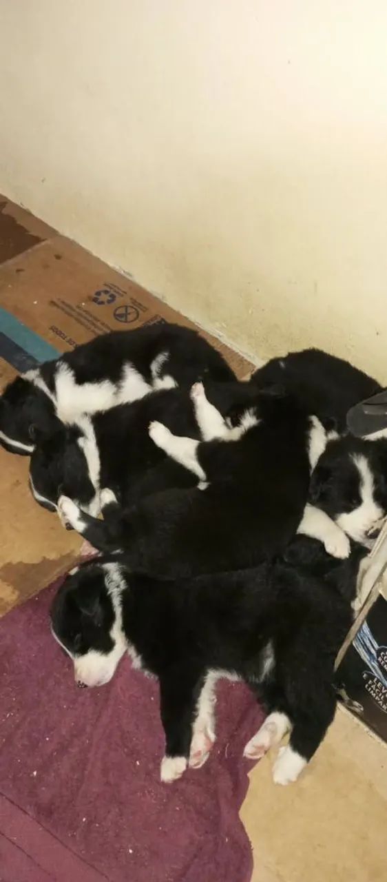Cachorro Boder Collier filhote  - Foto 2