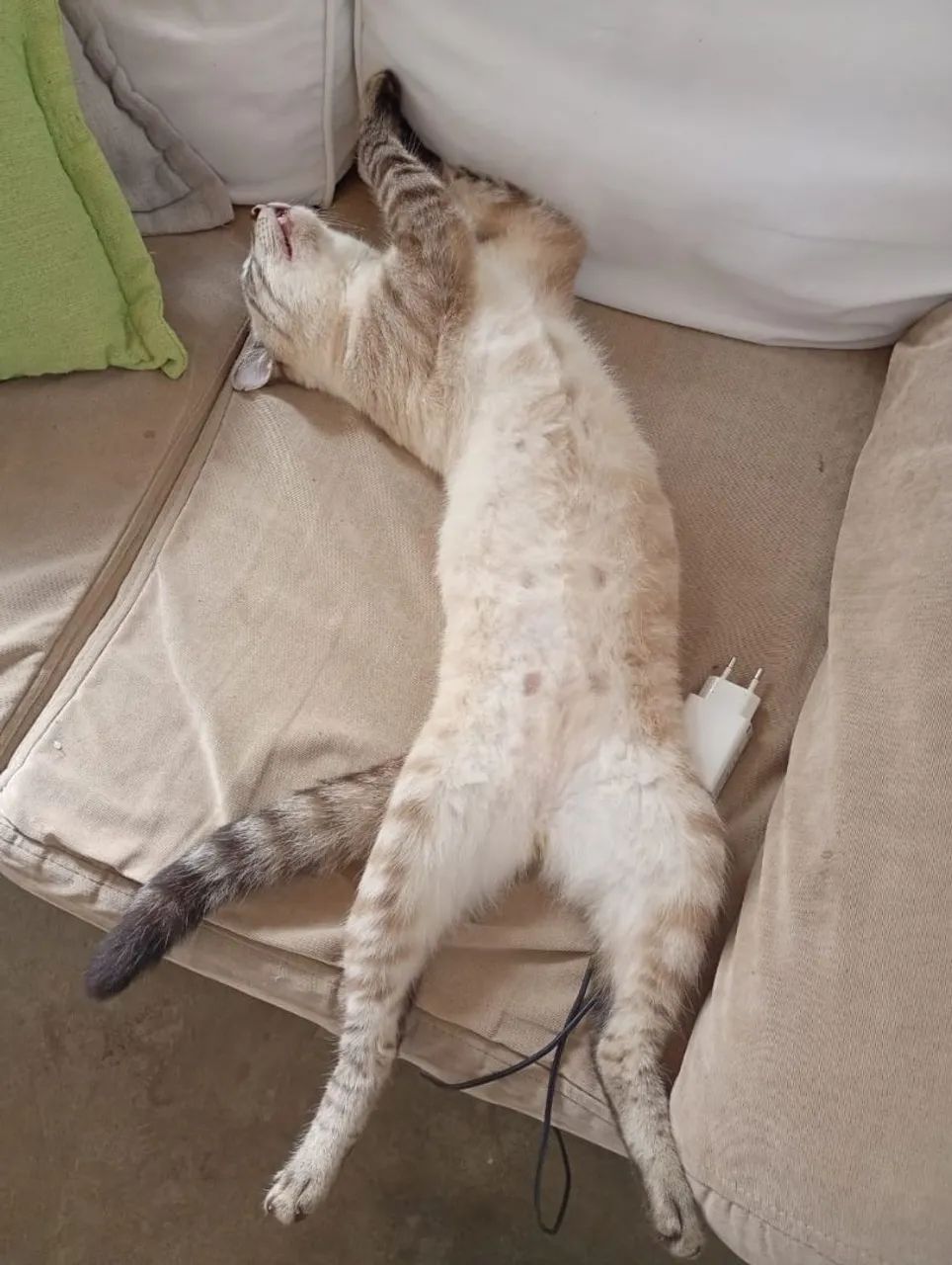 Estou doando esse lindo gatinho  - Foto 4