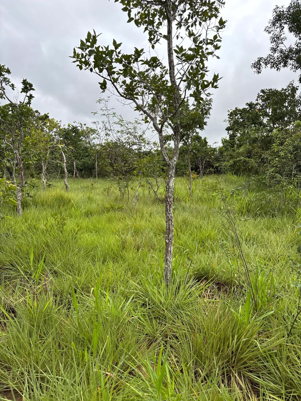 Foto - Brasília - Asa Norte