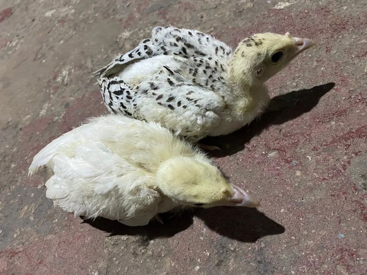 Peru