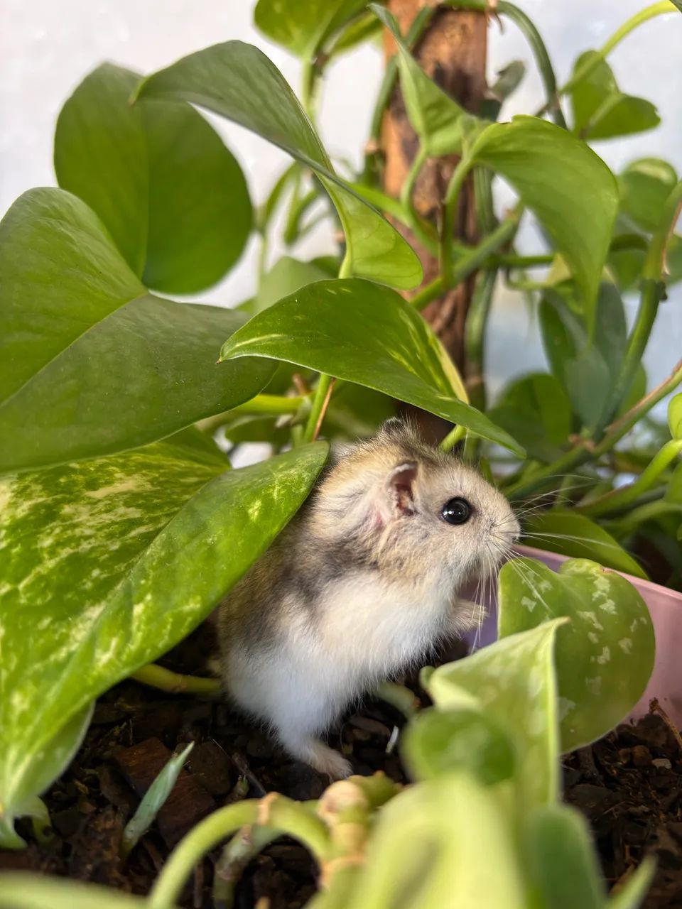 Hamster anão russo 