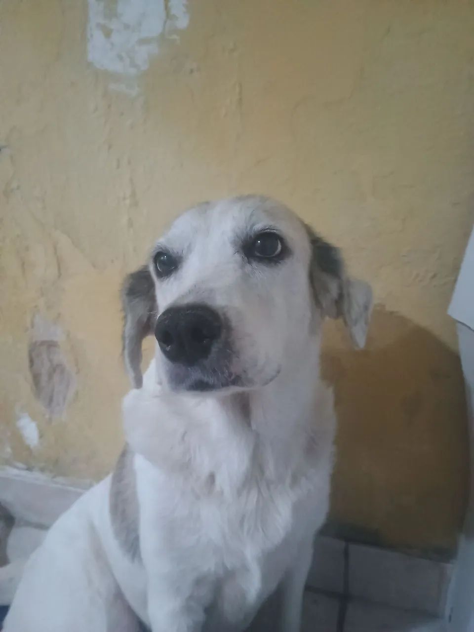 Cadela muito manssa castrada  - Foto 3
