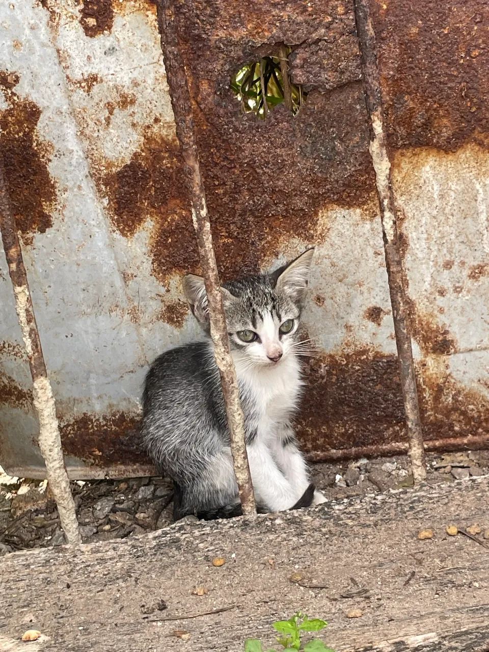 Gatinhos para adoção  - Foto 4