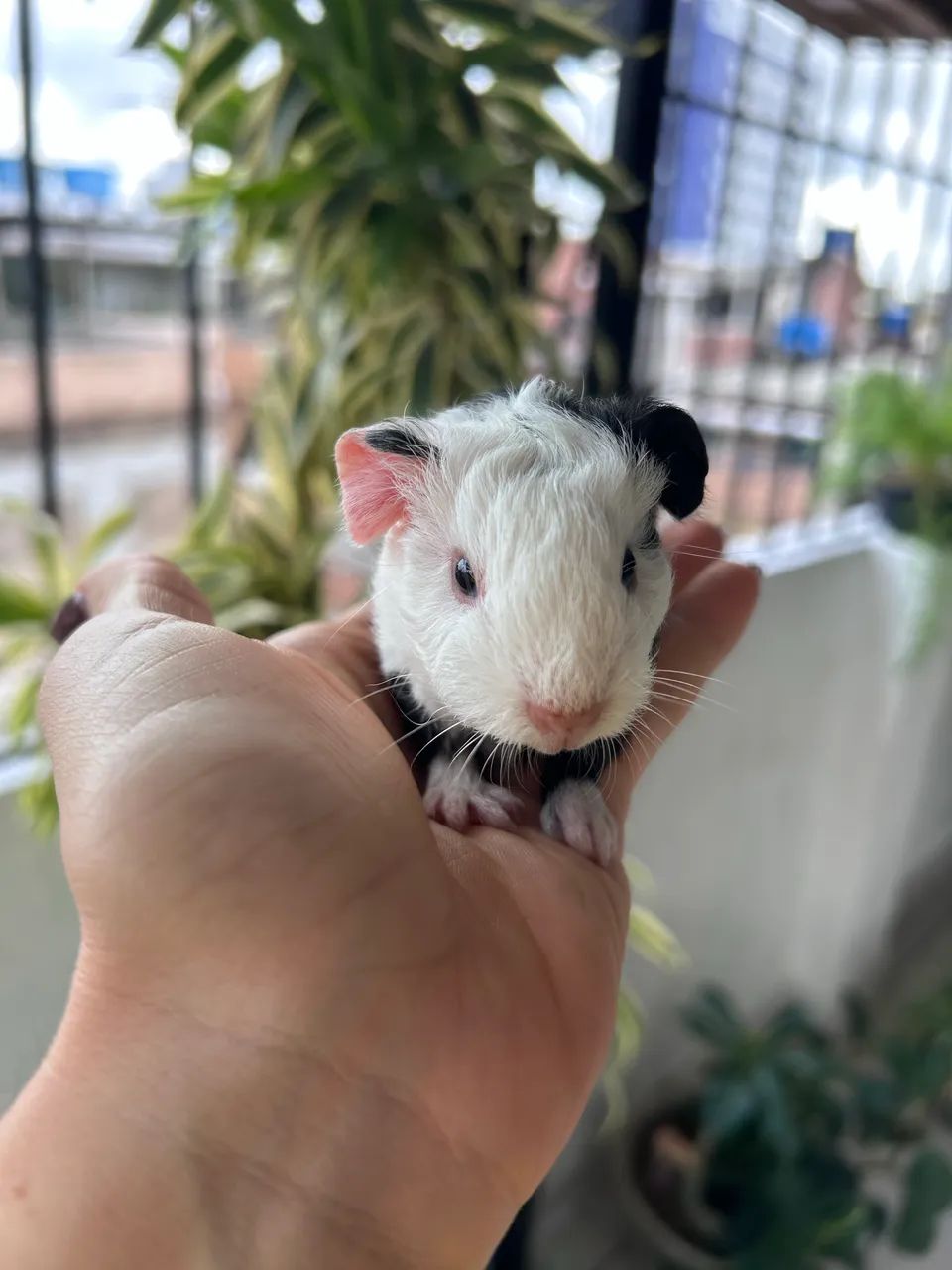 Porquinho da índia portador