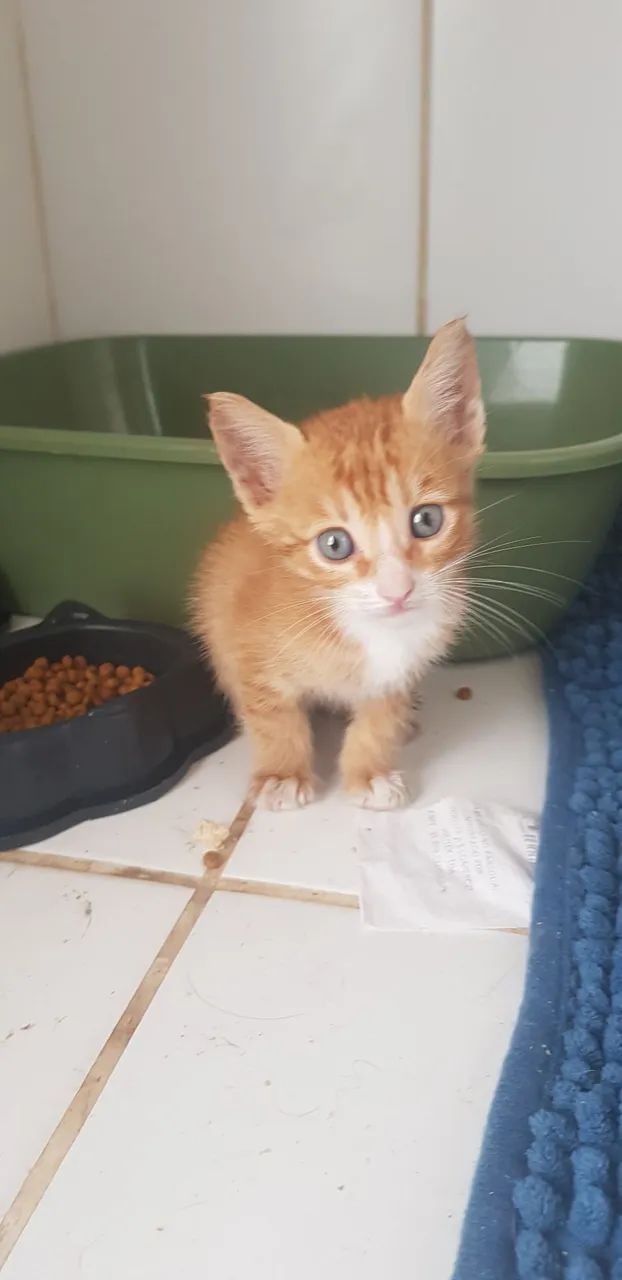 Gatos para adoção responsável ? - Foto 5