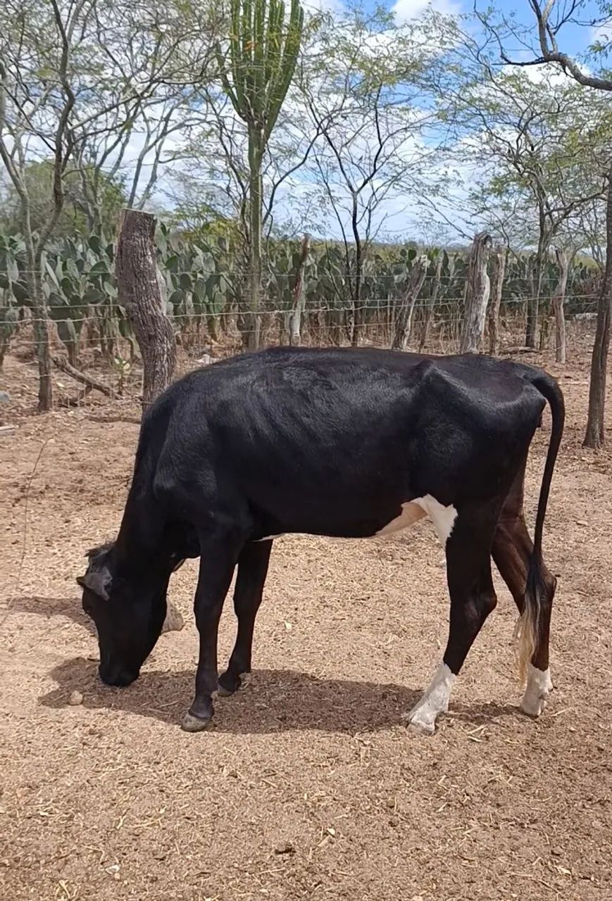 vendo duas novilhas  - Foto 2