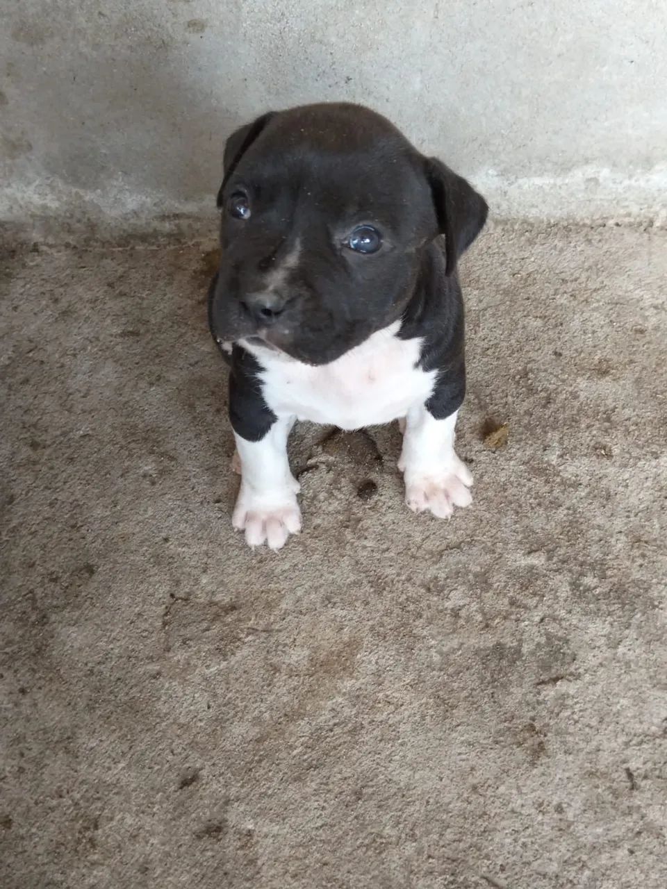 Cachorro pit mosnter  a venda  - Foto 2