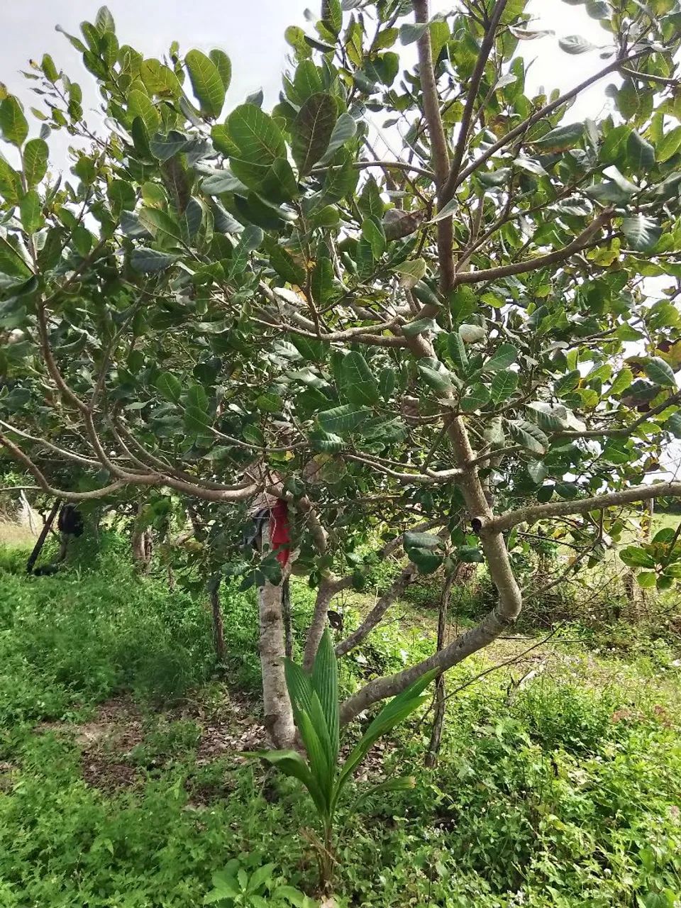 Sítio de 8 tarefas no povoado sucupira - Foto 5