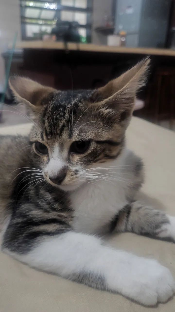 Doação de gatinhos - Foto 3