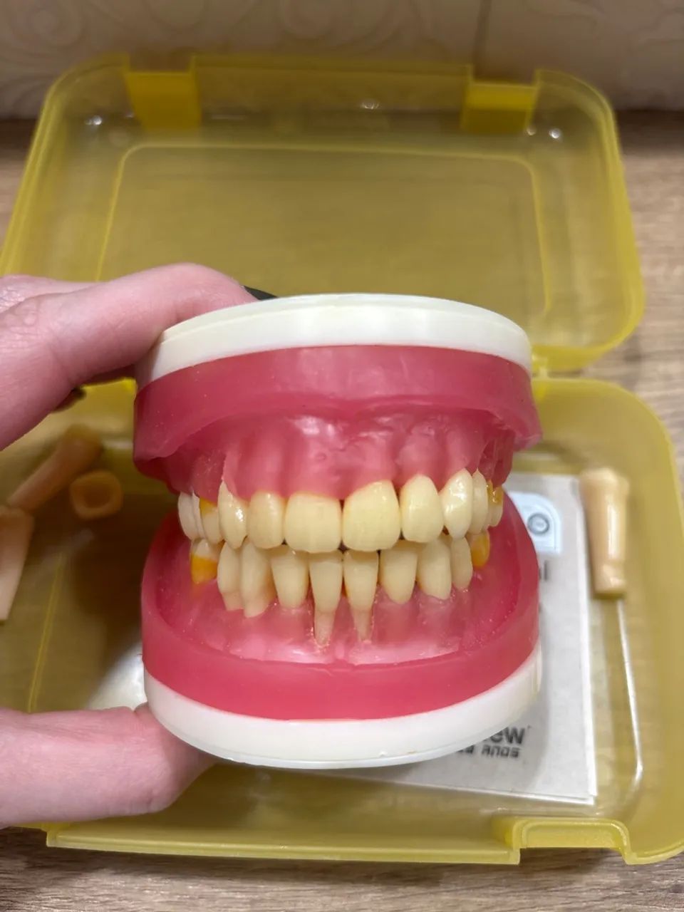 Manequim PRONEW periodontia (refil)  - Foto 2