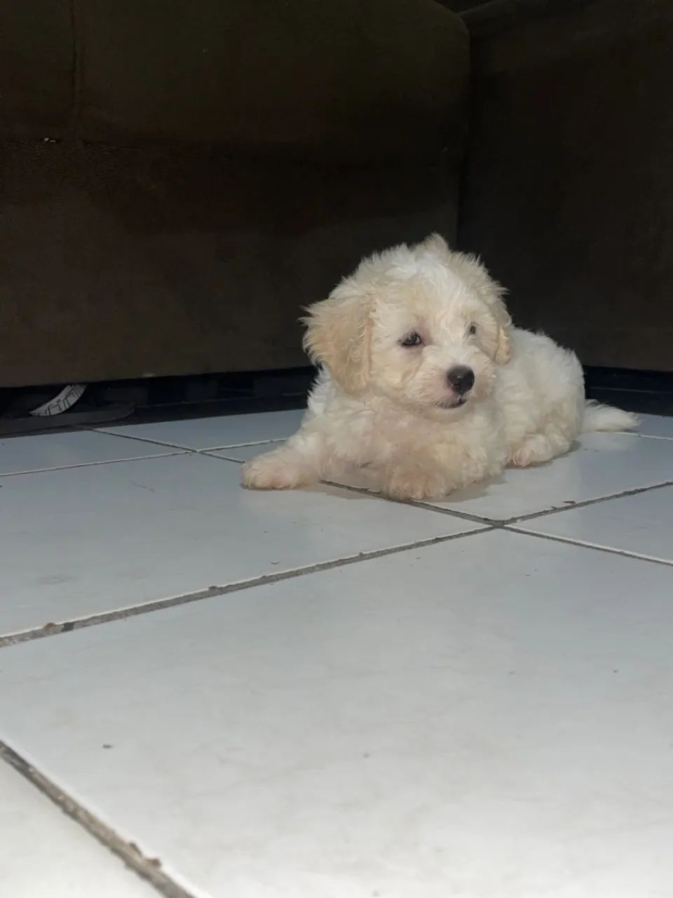 Cachorro  - Foto 3