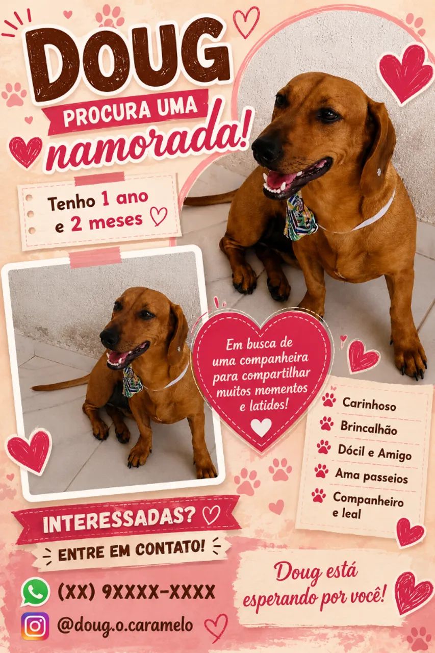 Namoro com Dachshund - Foto 3
