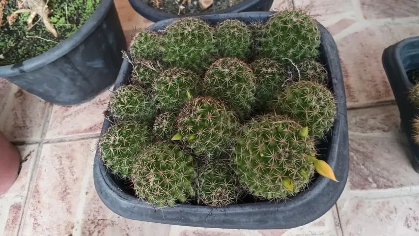 Cactos Florindo - Foto 5