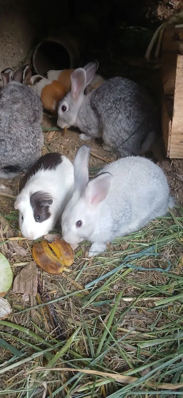 Coelhos e porquinhos  da india - Foto 6