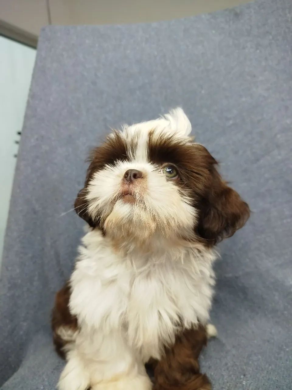 Shihtzu macho 