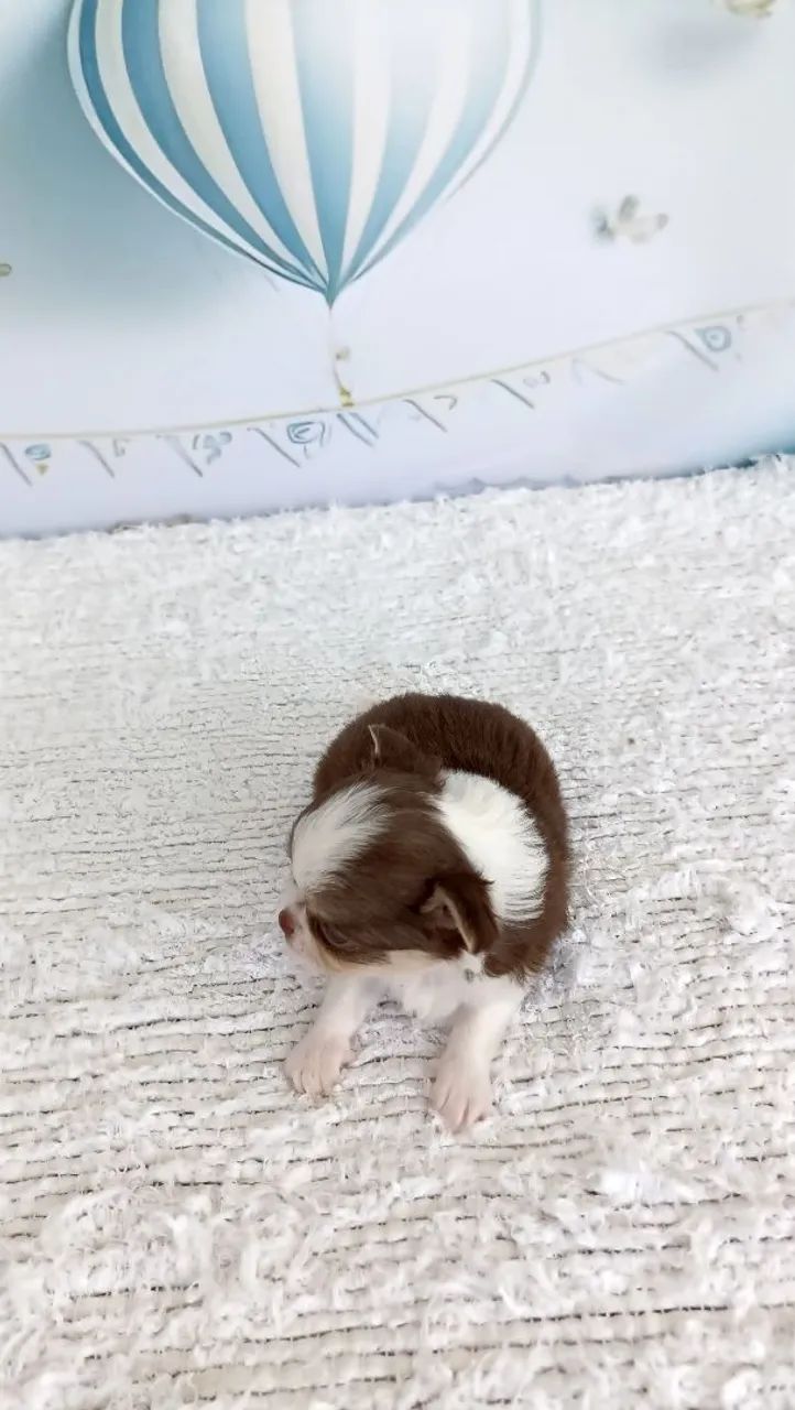 Macho chihuahua  - Foto 4