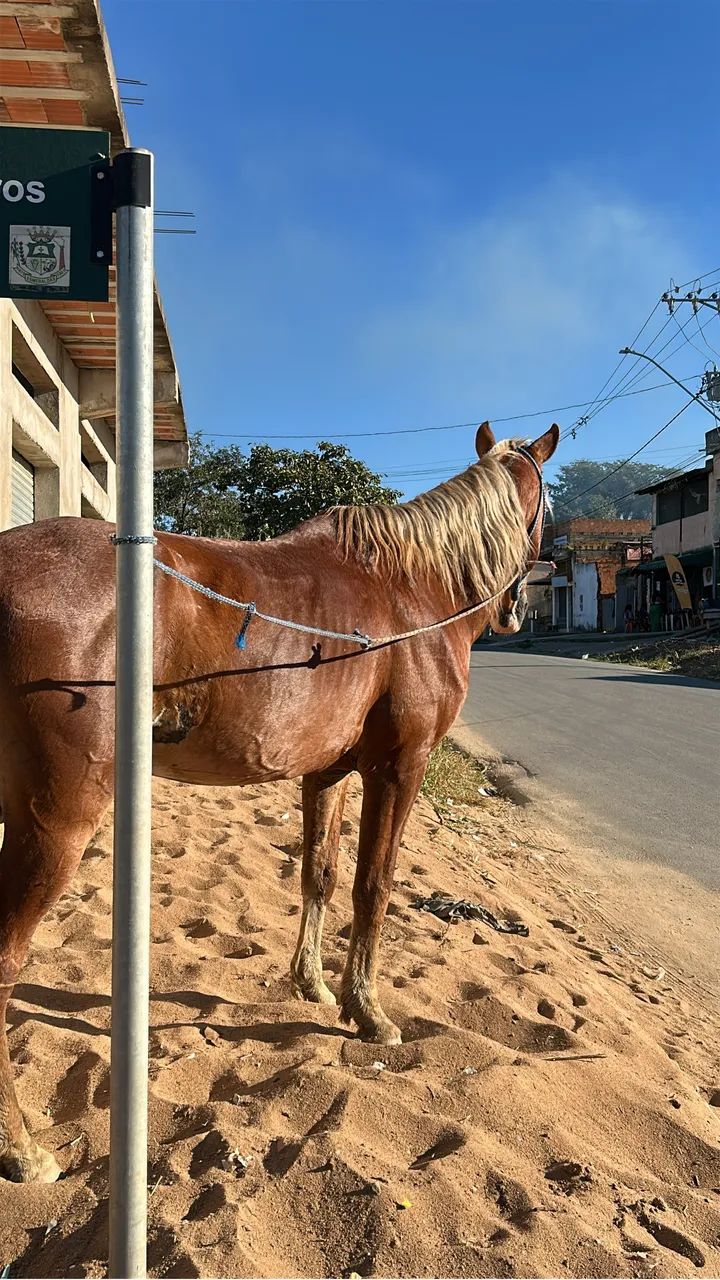 Cavalo inteiro 