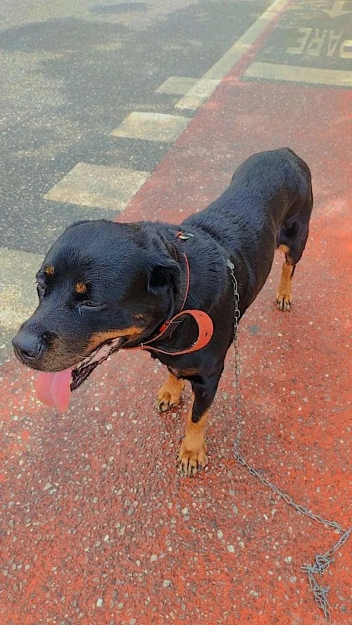 Rottweiler 