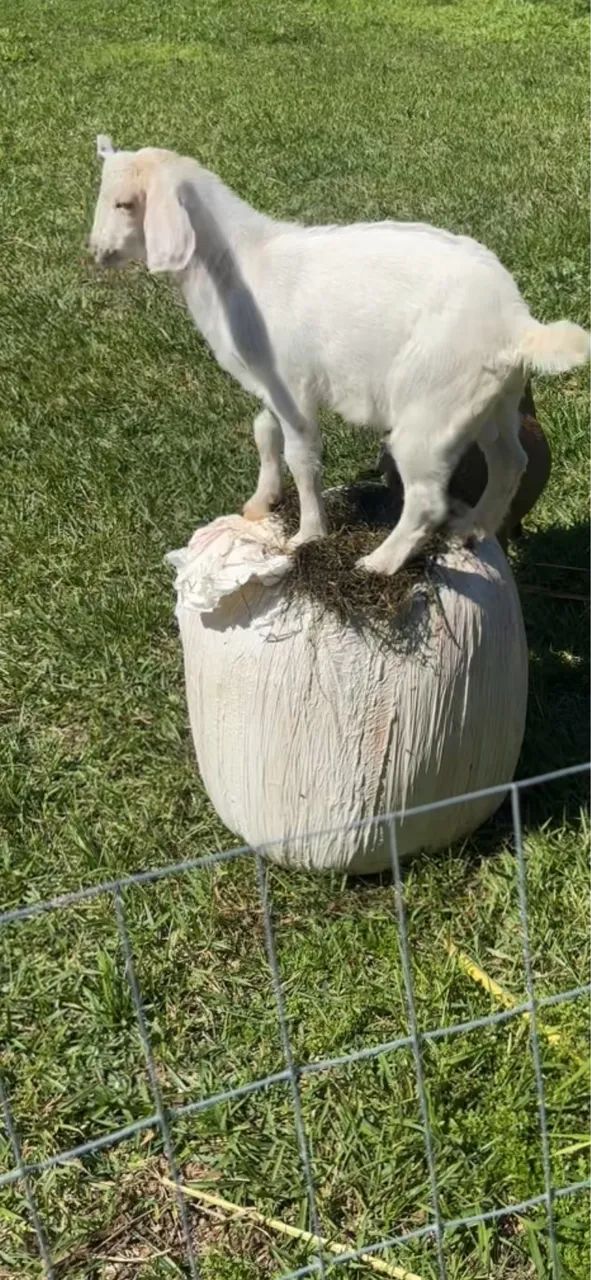 Cabrito  - Foto 2