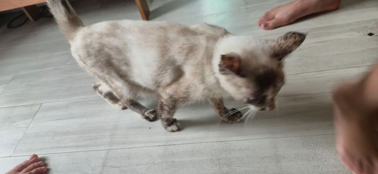 Doação de Gata ( Felipa ) - Foto 5