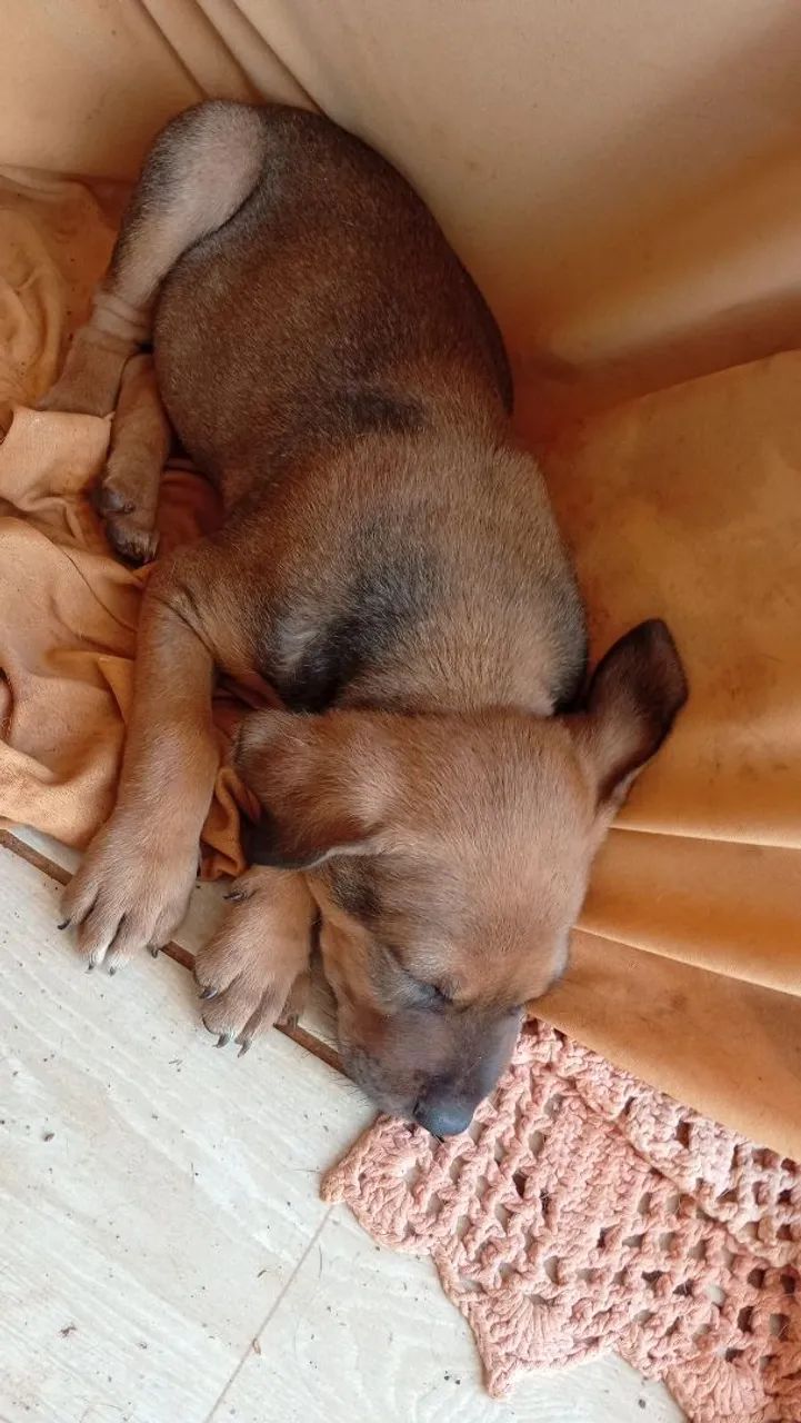 Adoção consciente quem goste dos bichinhos e queira cuidar dar carinho. - Foto 3