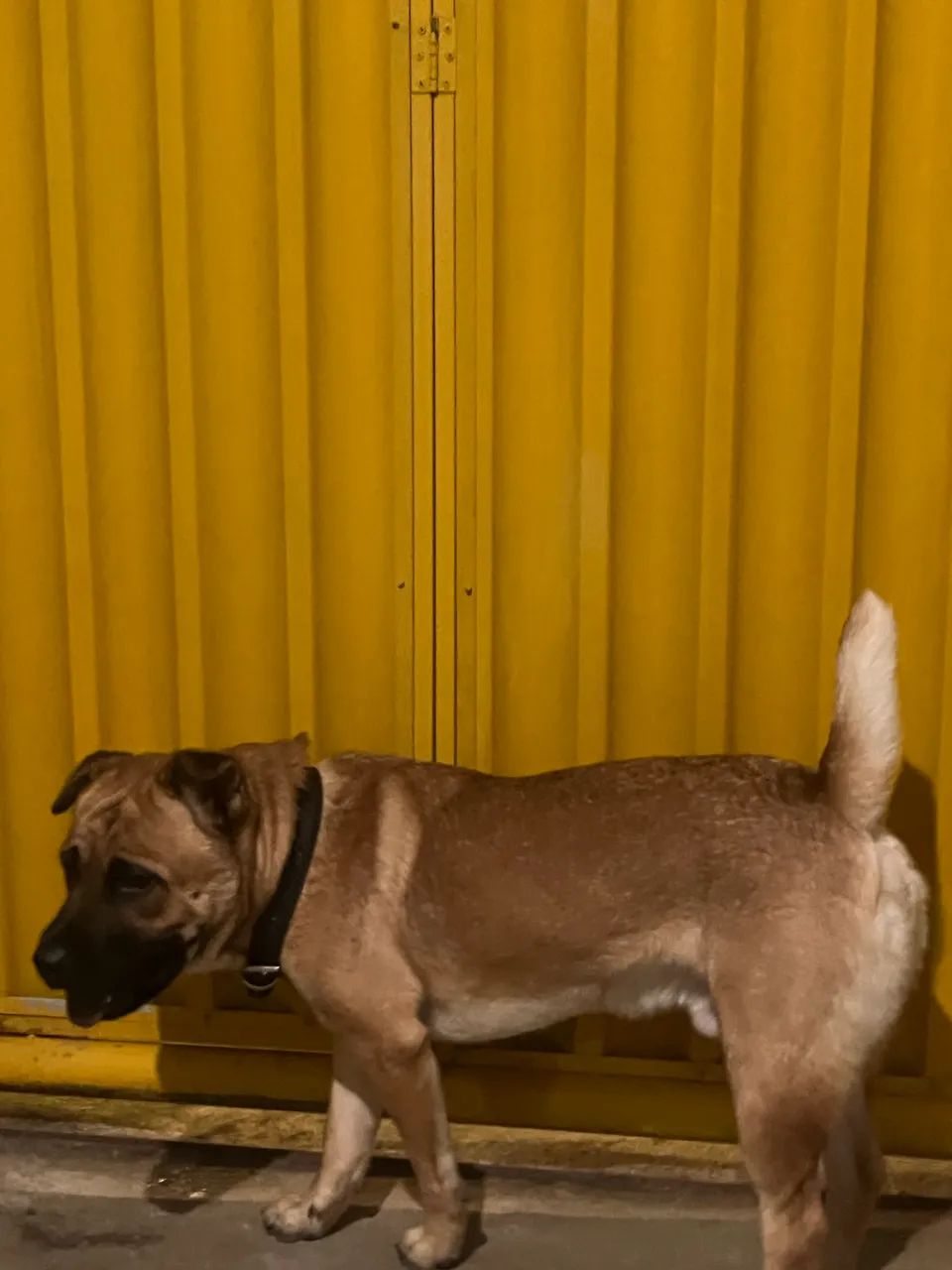 Cão pra Adoção 