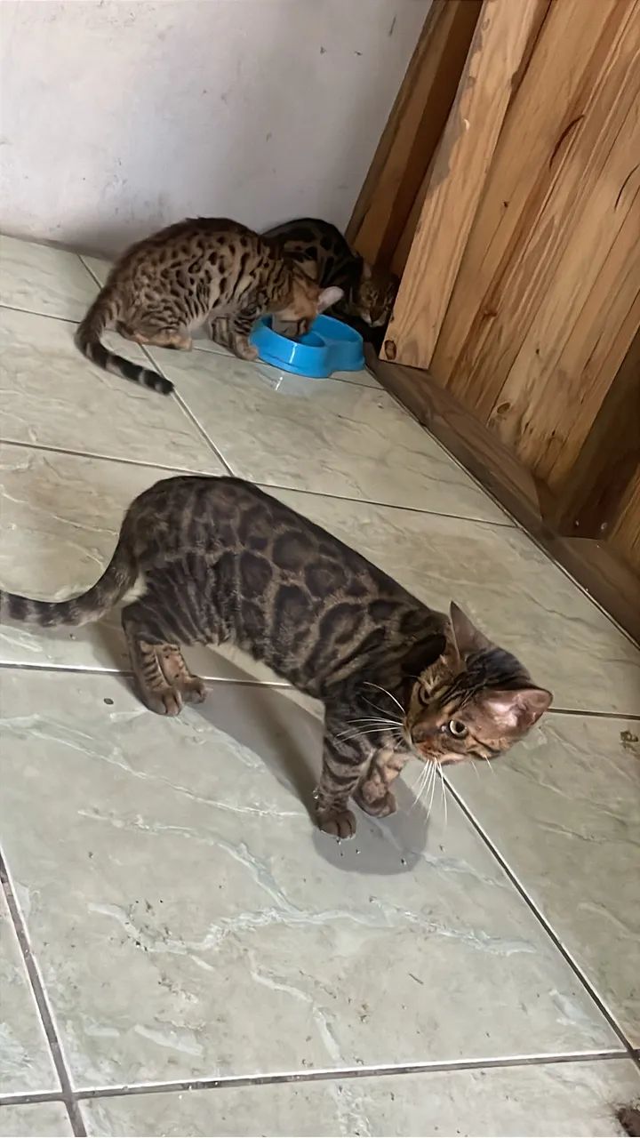 Gatos - Foto 2