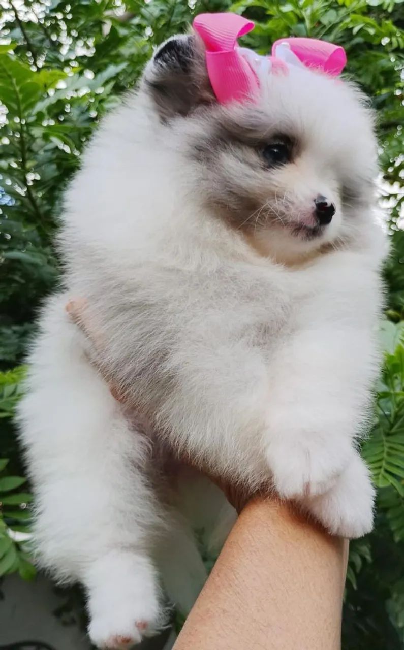 Spitz alemão merles 