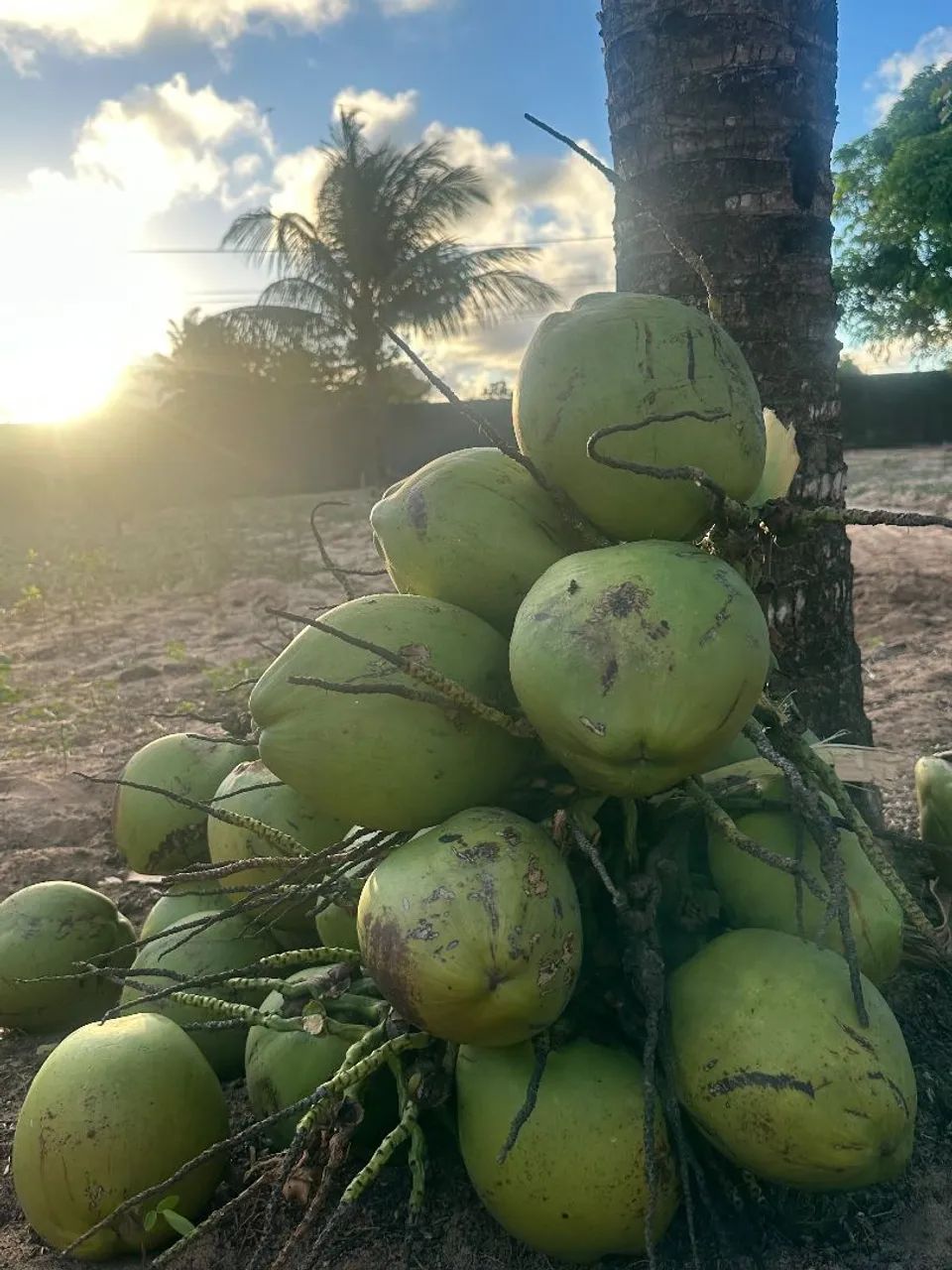 Água de coco geladinha é engarrafada  - Foto 4