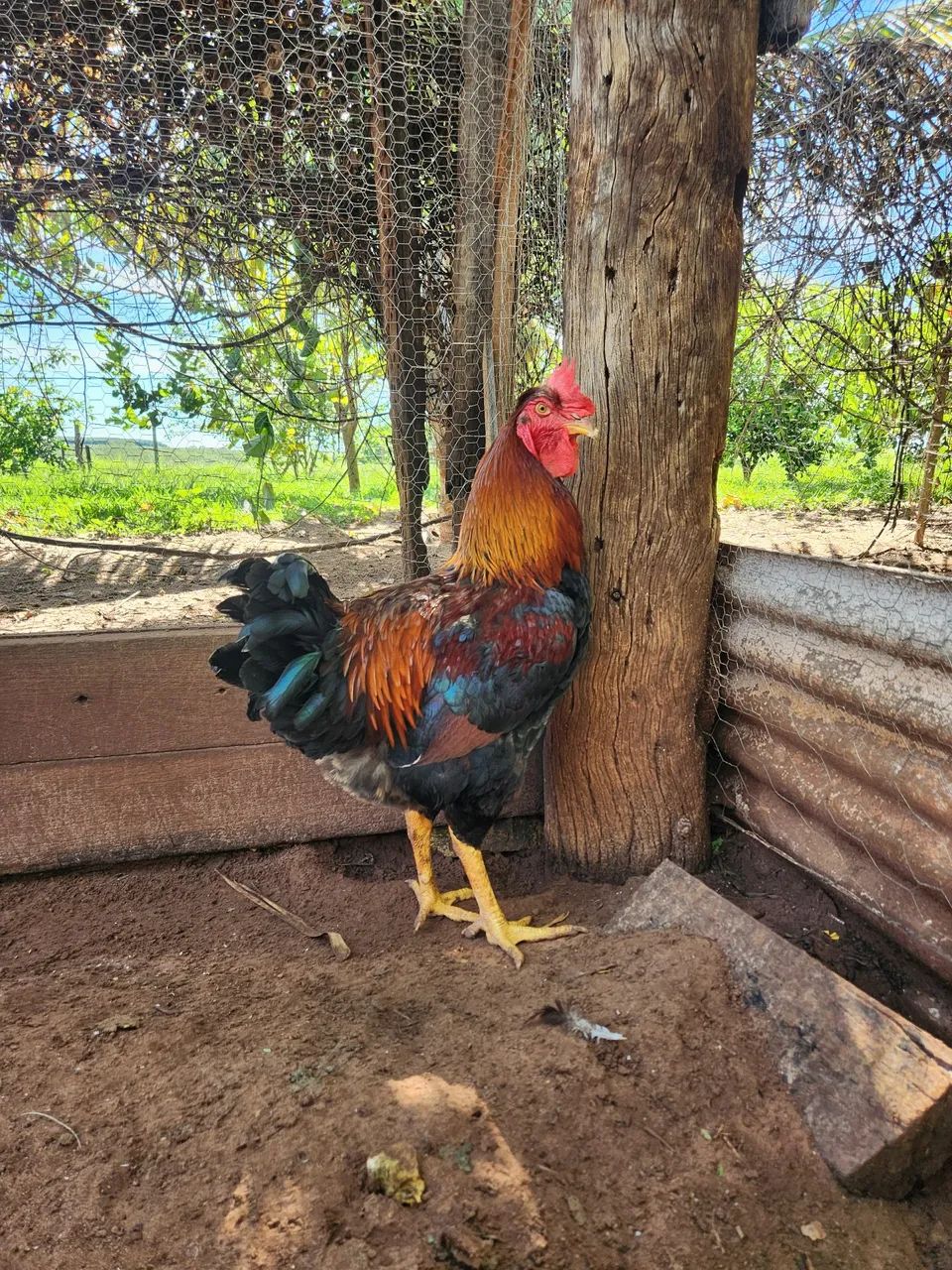 Vendo frango GSB - Foto 4