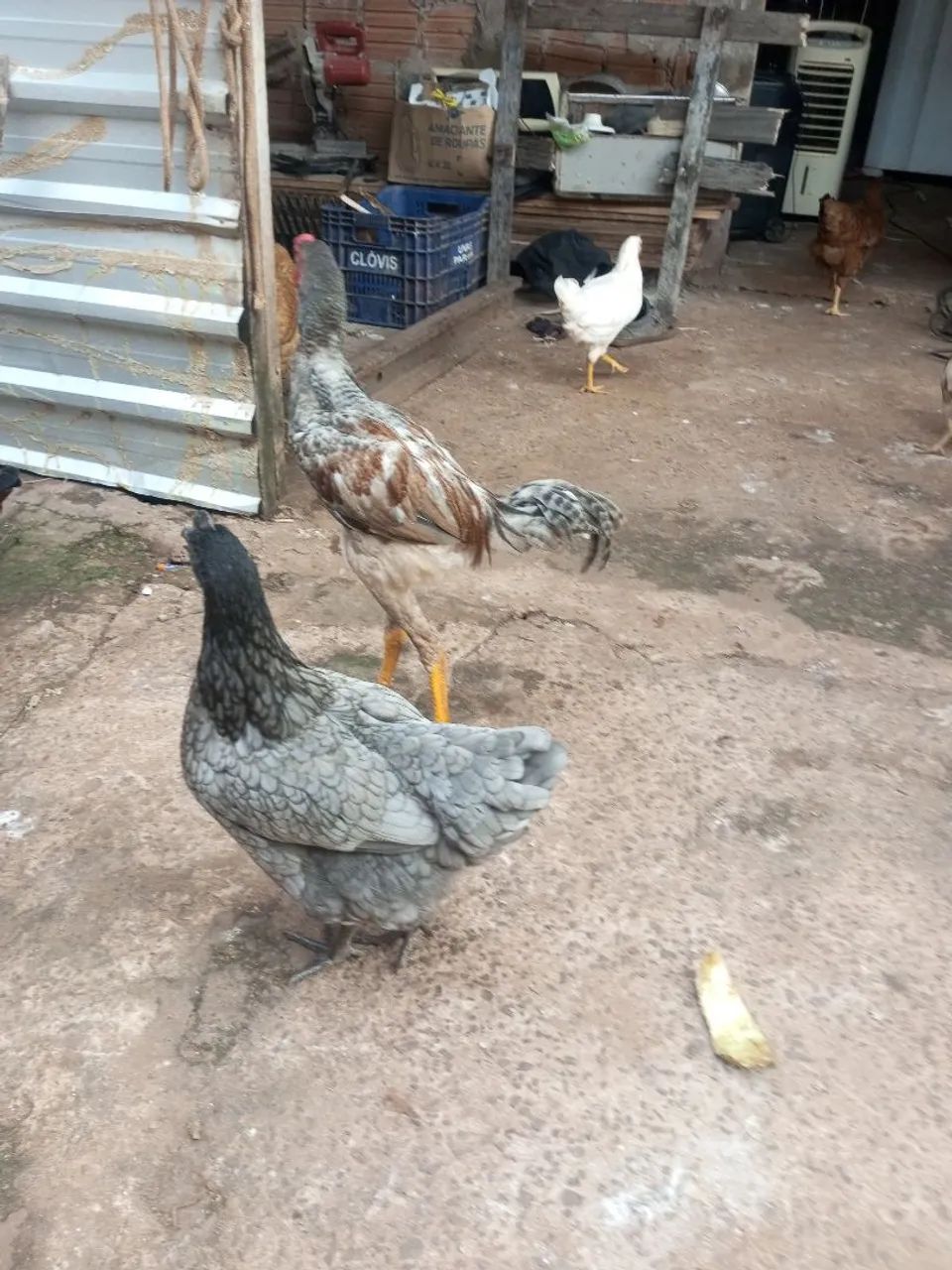 Frango caipira  - Foto 4
