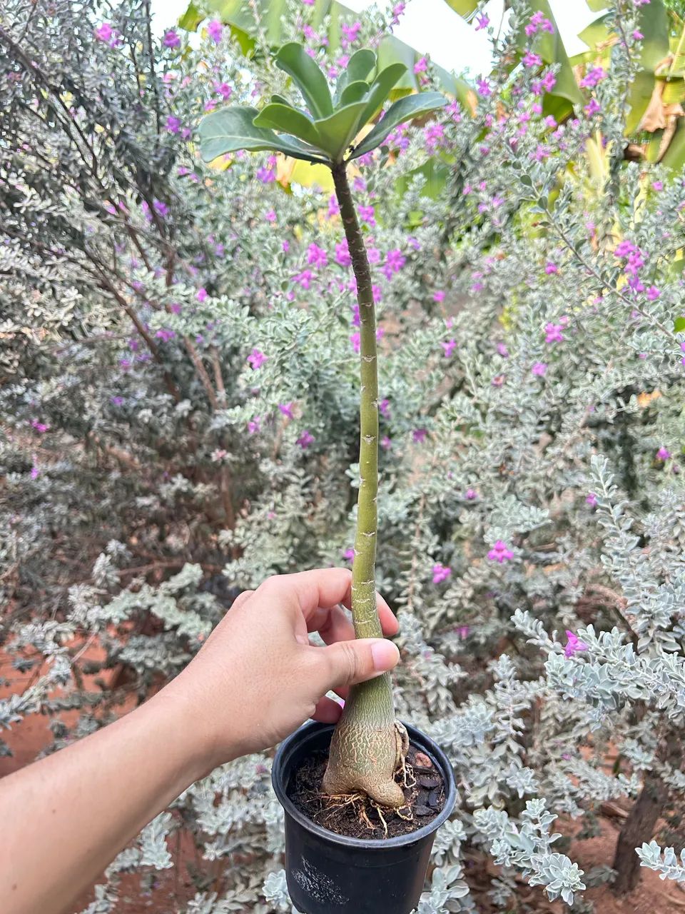 Rosas do deserto 