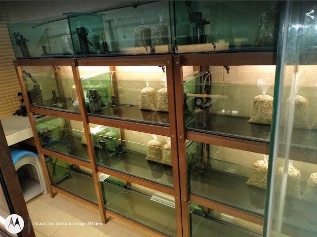 Estrutura Completa para Loja de Aquarismo e Pet Shop - Aquários, Estantes e Equipamentos - Foto 4