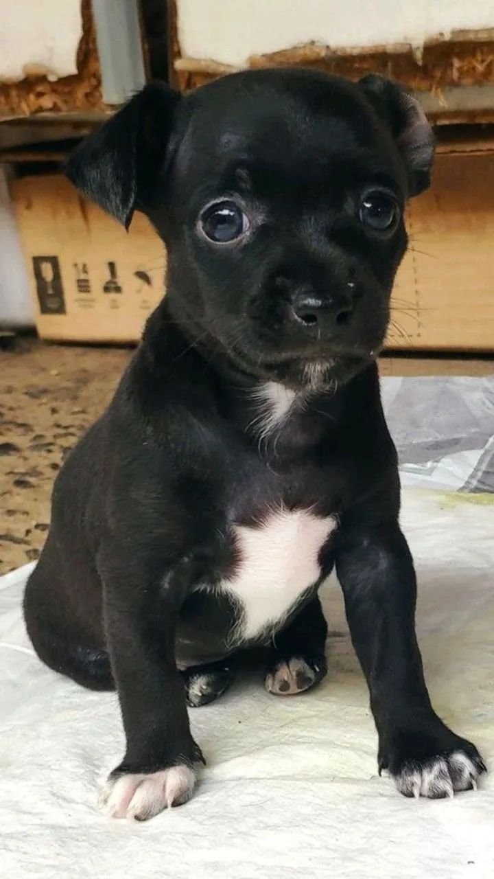 Pinscher mini