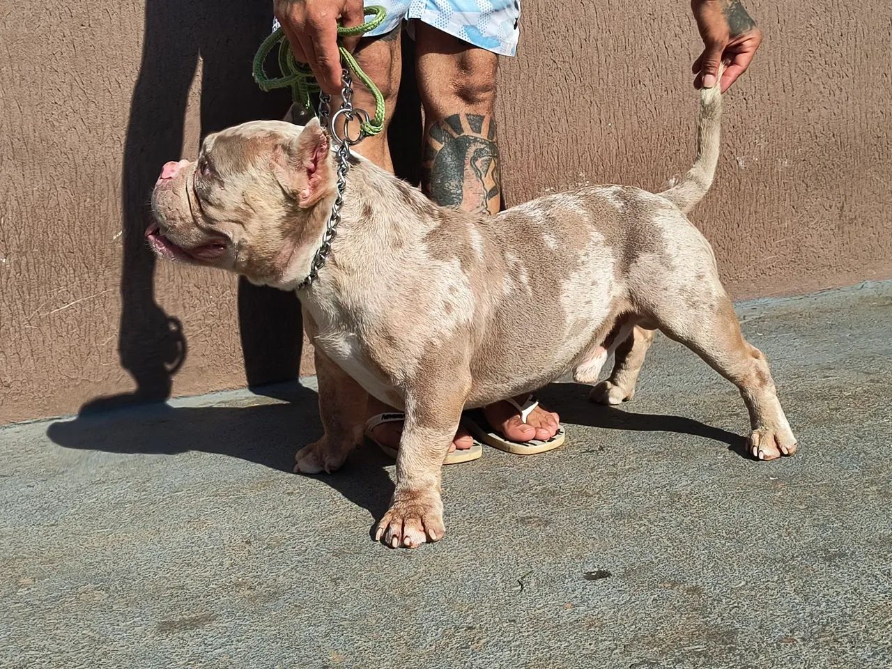 Américan Bully micro. - Foto 2