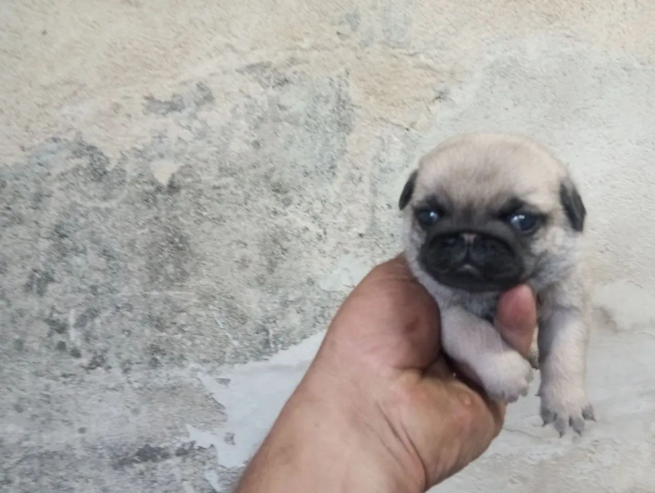 Lindos filhotes pug  - Foto 3