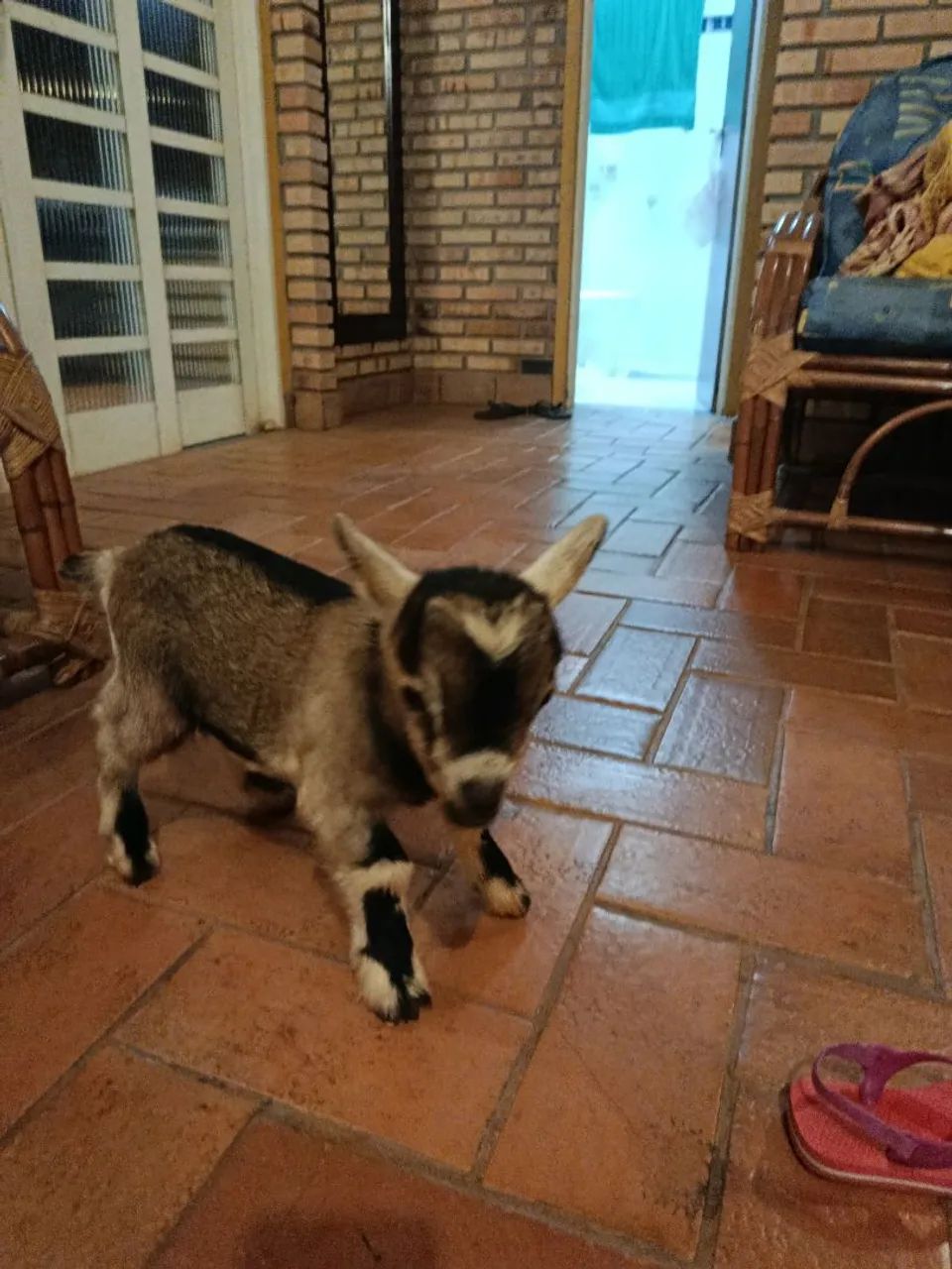 Mini cabrito macho