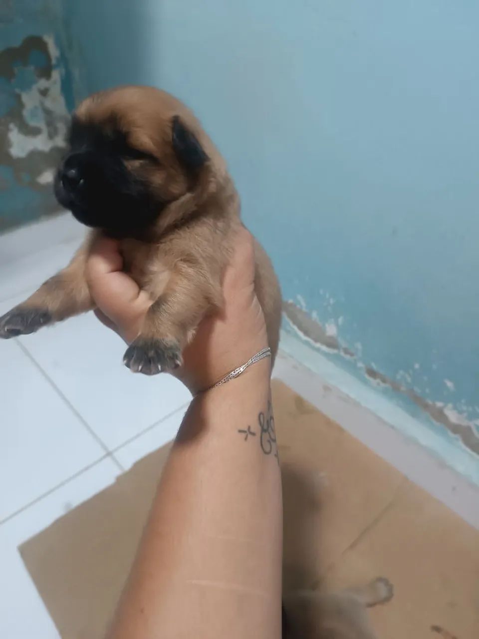Cachorros