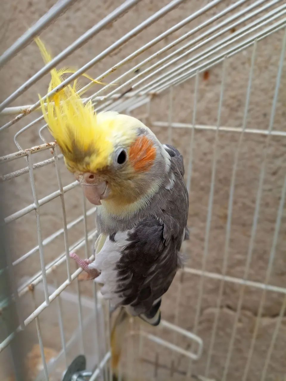 Bebedouro  - Foto 4
