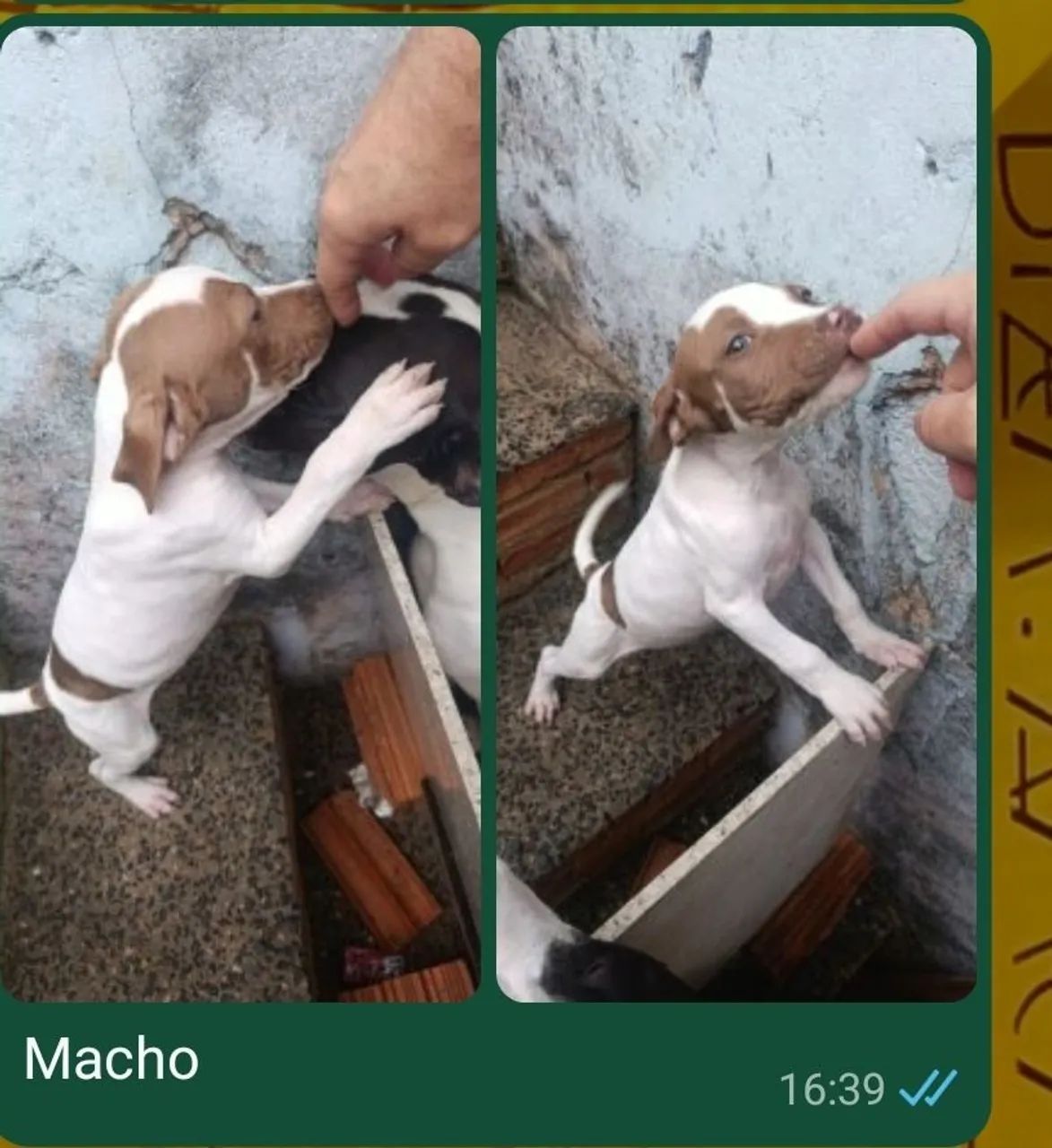 Filhotes de Pitbull a venda  - Foto 2