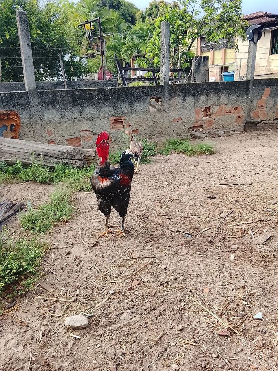 Frango GSB disponível.